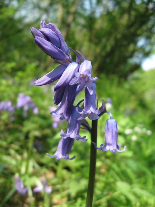 Bluebell walk